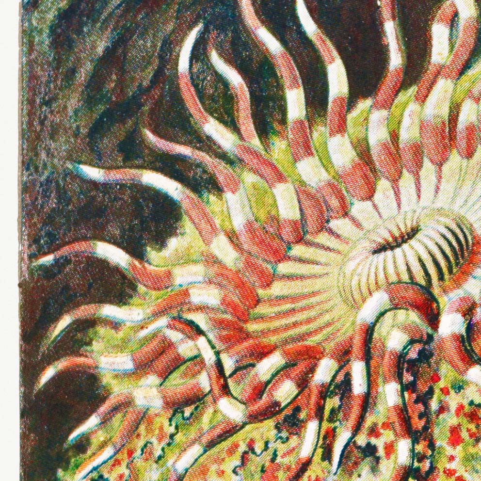 by Ernst – (Actiniae–Seeanemonen) Haeckel Sea Anemone I Frill