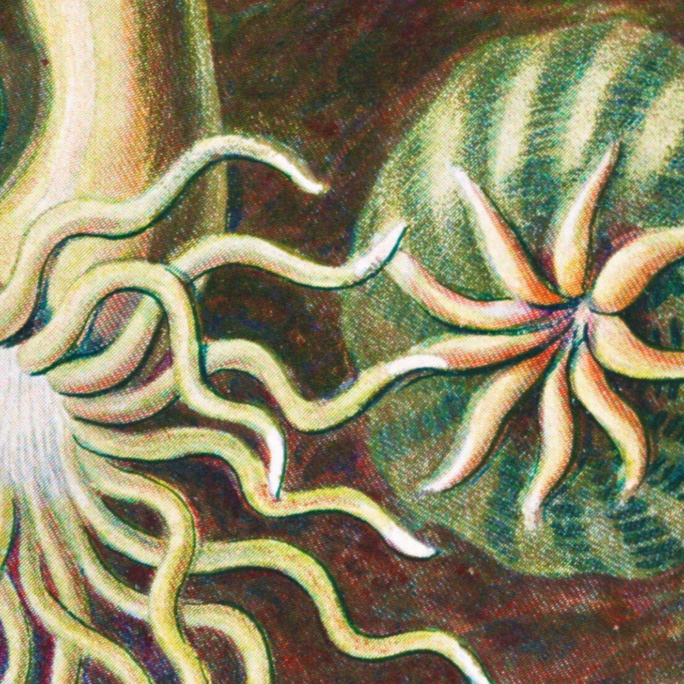 Sea Anemone I Ernst – by (Actiniae–Seeanemonen) Frill Haeckel