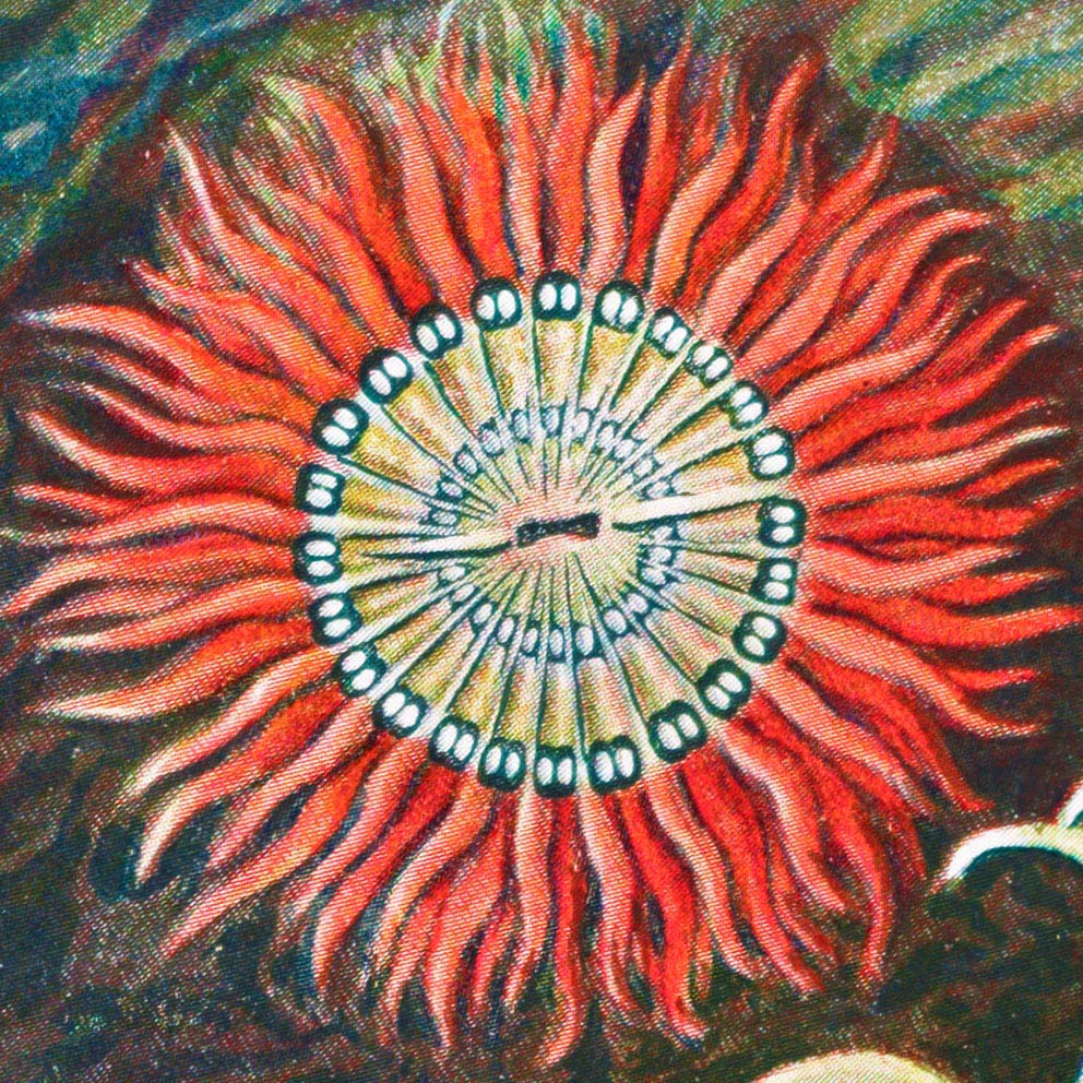 (Actiniae–Seeanemonen) by Haeckel I Sea Frill Anemone Ernst –