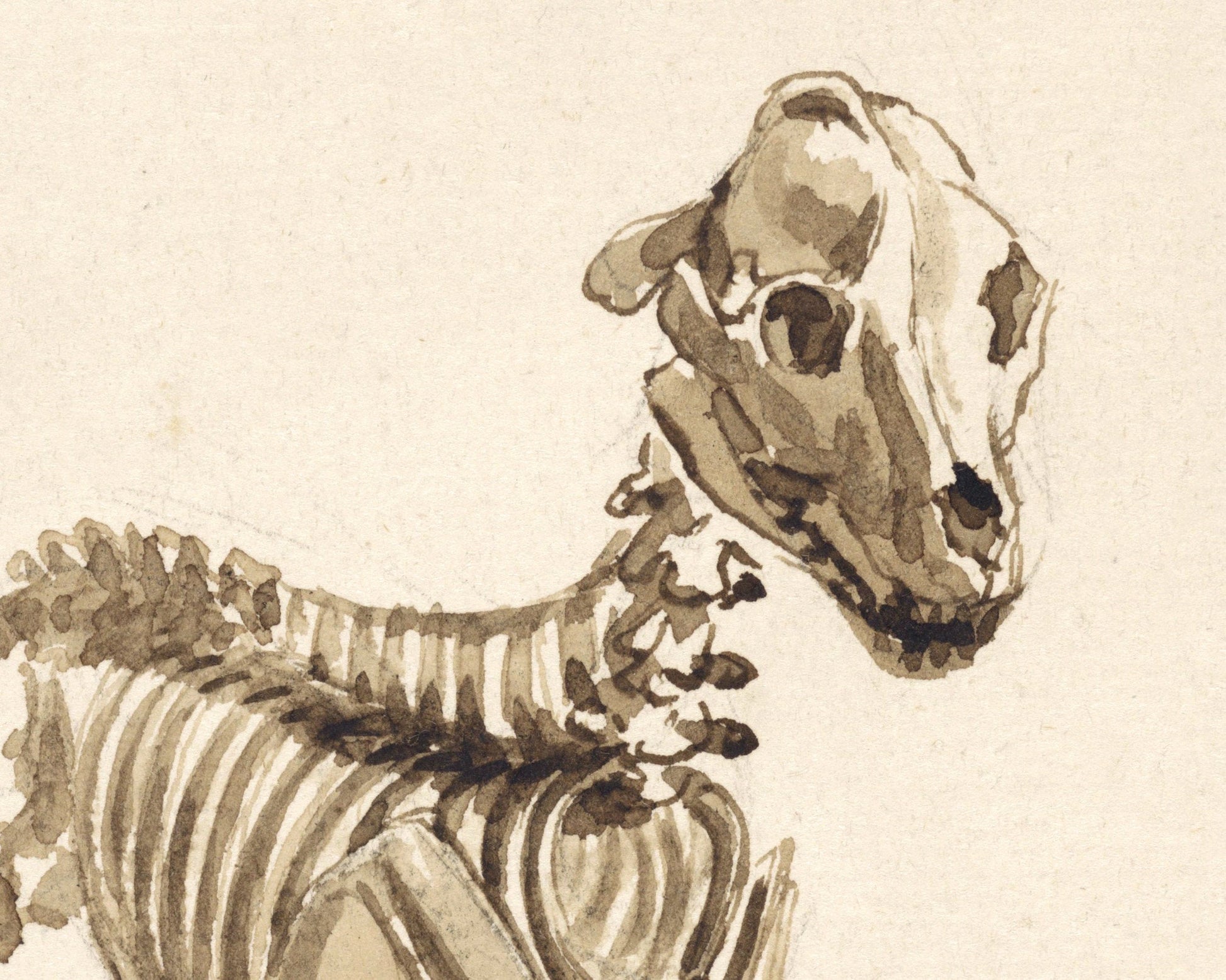 How to Draw Dog Skeleton, Skeletons