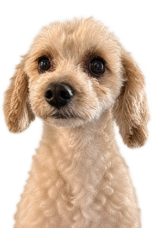 Color Pop portrait of an apricot poodle