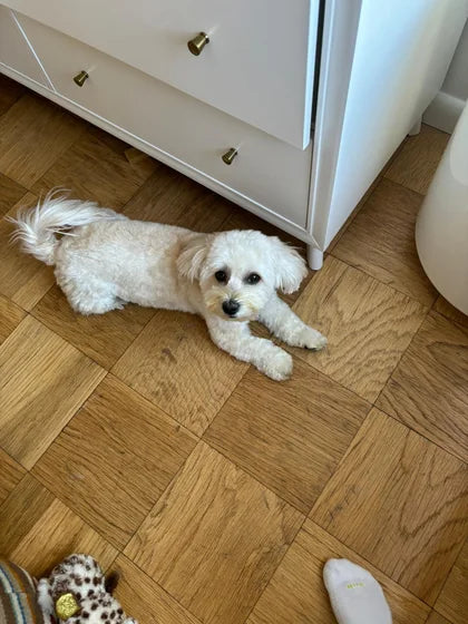 Original reference for small dog, big presence