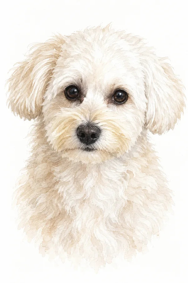 Watercolor portrait of a small white dog